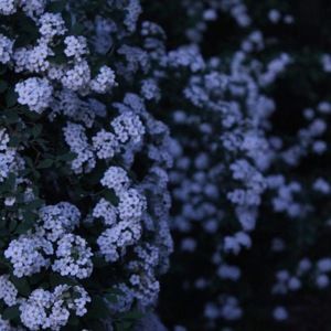 Meet your Posher, Charlotte